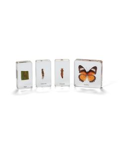 Butterfly Life Cycle Real Life Specimens