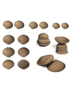 Tactile Shells - Pack of 36