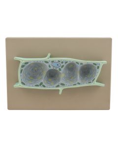 Model Plant Cell