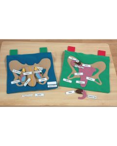 Female Reproductive Display