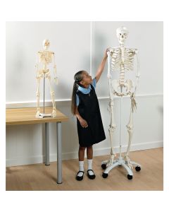 Plastic Skeleton - Full Size