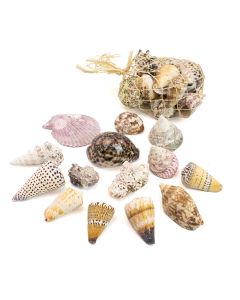 shells