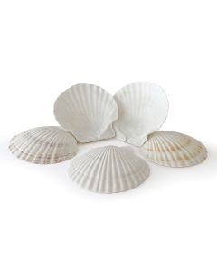 Rainbow Eco Play Large White Scallop Shells - Pack of 15