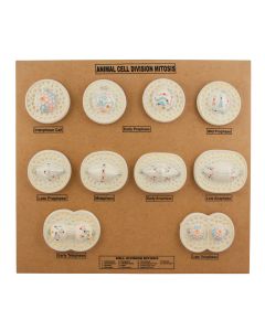 Animal Cell Model: Cel Division- Mitosis
