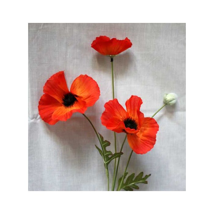 Poppies Poppies