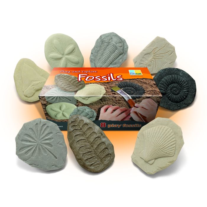 Let's Investigate Fossils - Set of 8