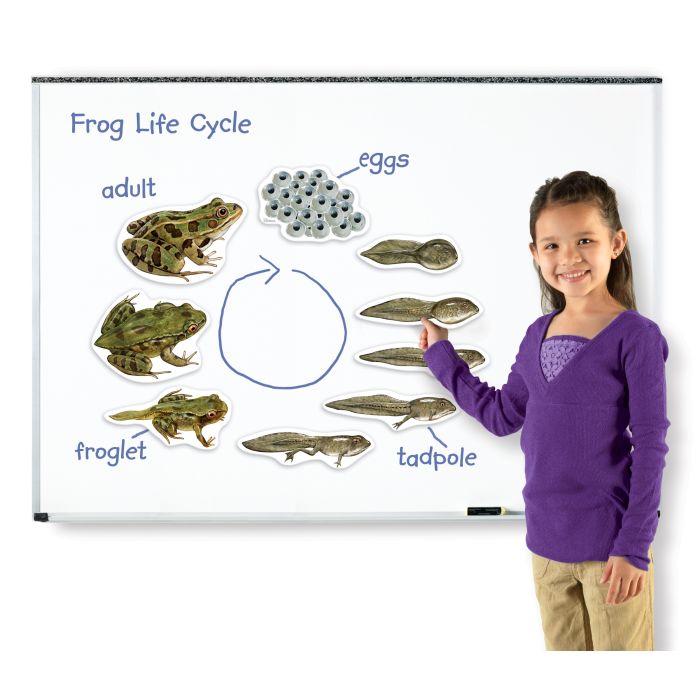 Giant Magnetic Frog Life Cycle