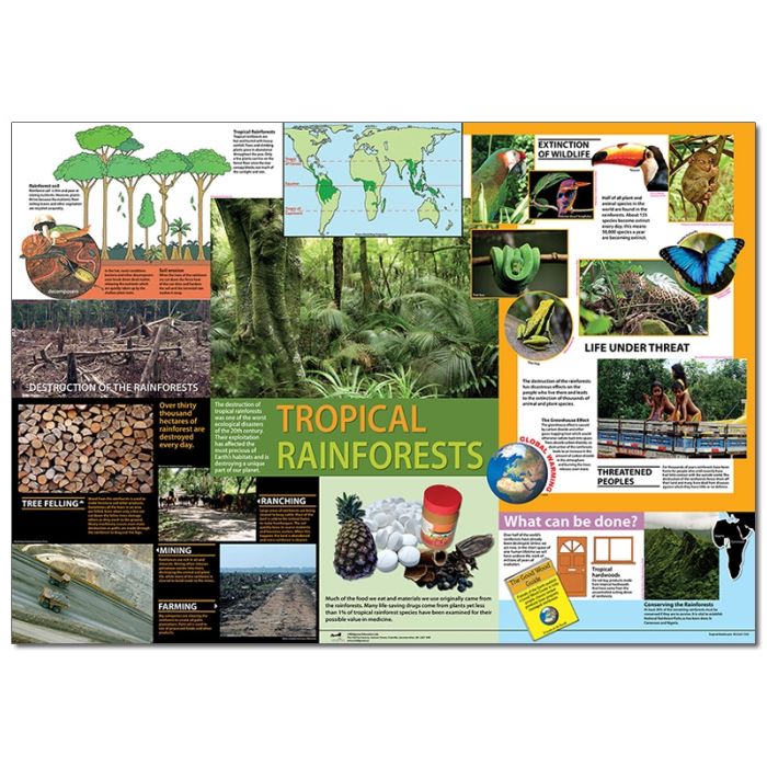 Tropical Rainforest Poster Tropical Rainforest Poster