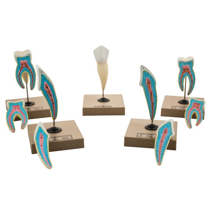 Human Teeth Set of 5 Models Human Teeth Set of 5 Models