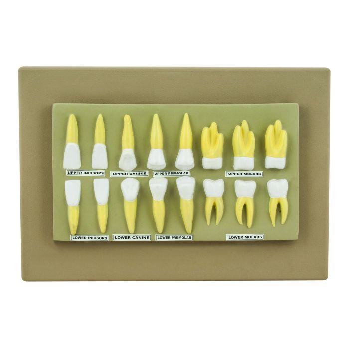 Human Teeth Display Model - 16 Teeth Human Teeth Display Model - 16 Teeth