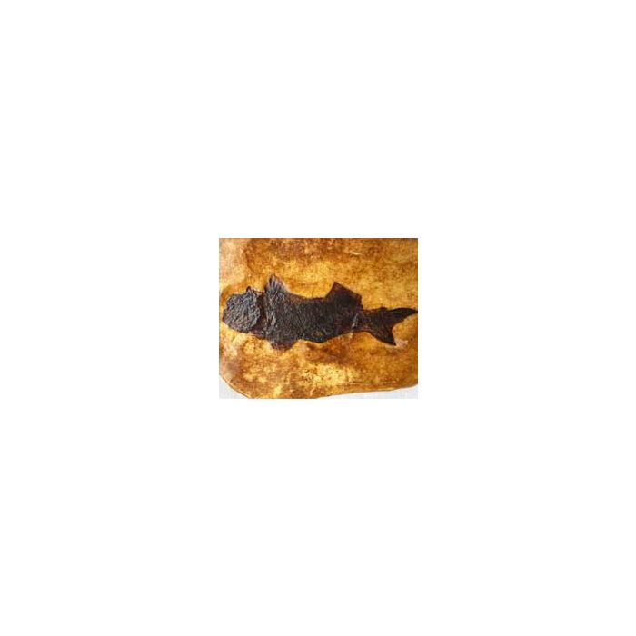 Large Fish Fossil Cast