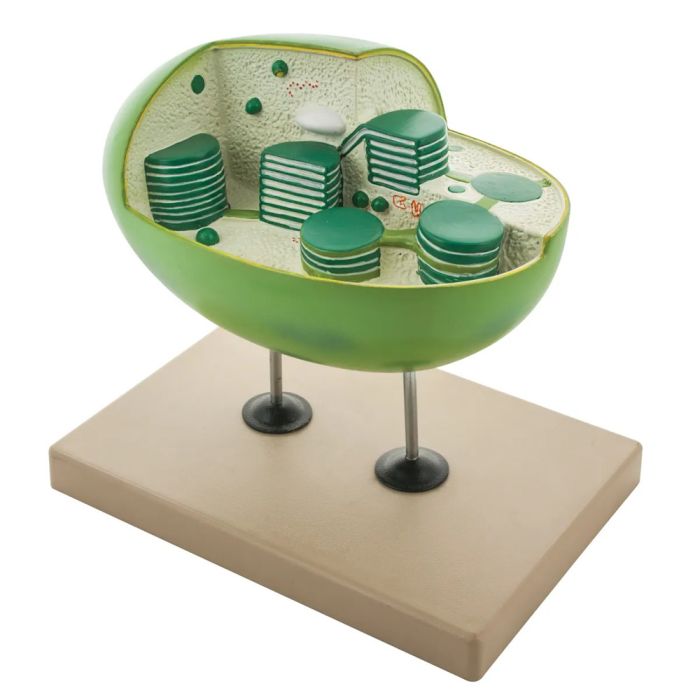 Chloroplast