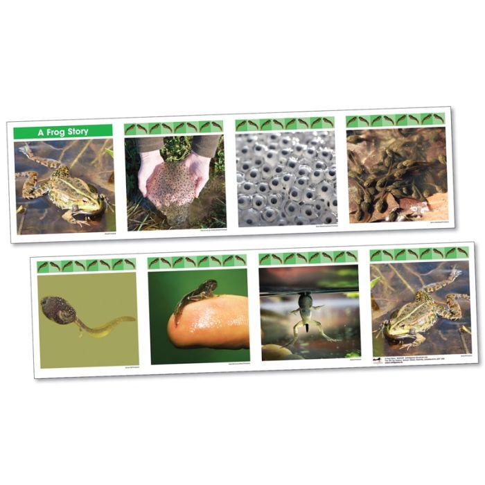 Life Cylce Frieze - A Frog Story Life Cylce Frieze - A Frog Story