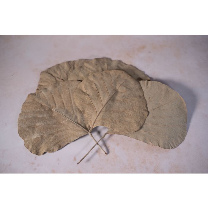 Rainbow Eco Play Dried Cobra Leaves-Pk 20 Rainbow Eco Play Dried Cobra Leaves-Pk 20