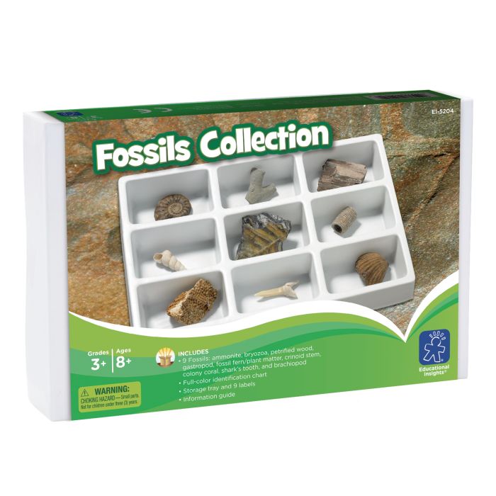 Fossils Collection Fossils Collection