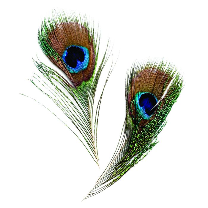 Peacock Feathers Pack Peacock Feathers Pack
