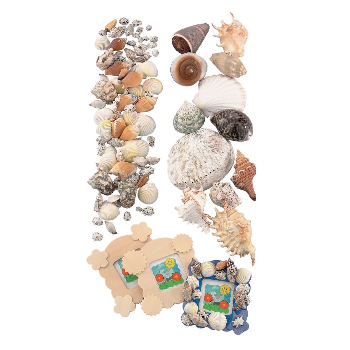 Small Shells - Pack of 144 Small Shells - Pack of 144