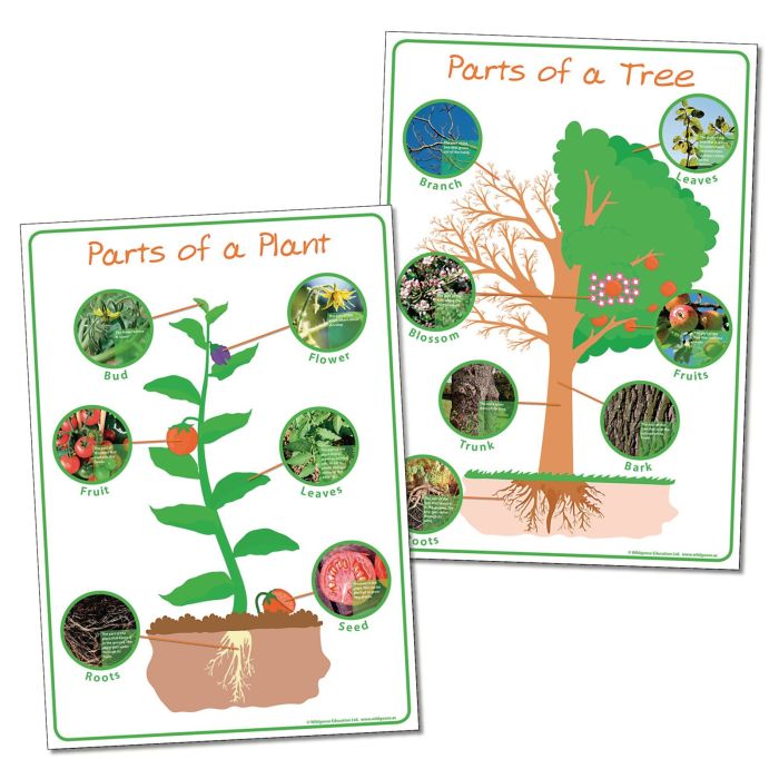 Parts of Plant and Tree - Posters - Pack of 2 Parts of Plant and Tree - Posters - Pack of 2