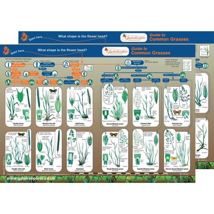 Common Grasses Identification Guide Pack