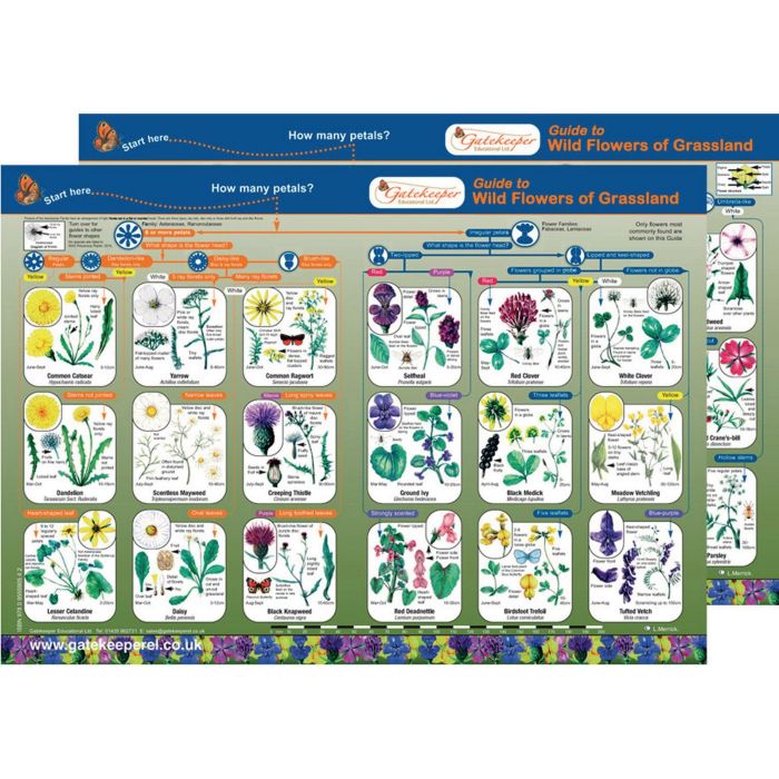 Flowers of Grassland Guide Pack