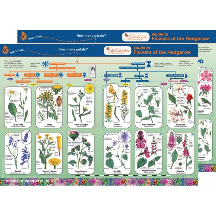 Flowers of Hedgerow Identification Guide Pack