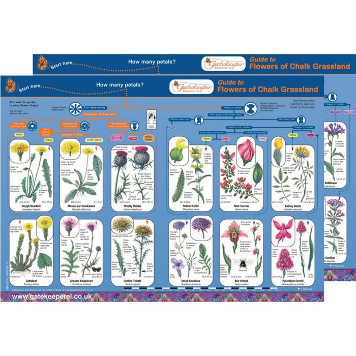 Flowers of Chalk Grassland Guide Pack