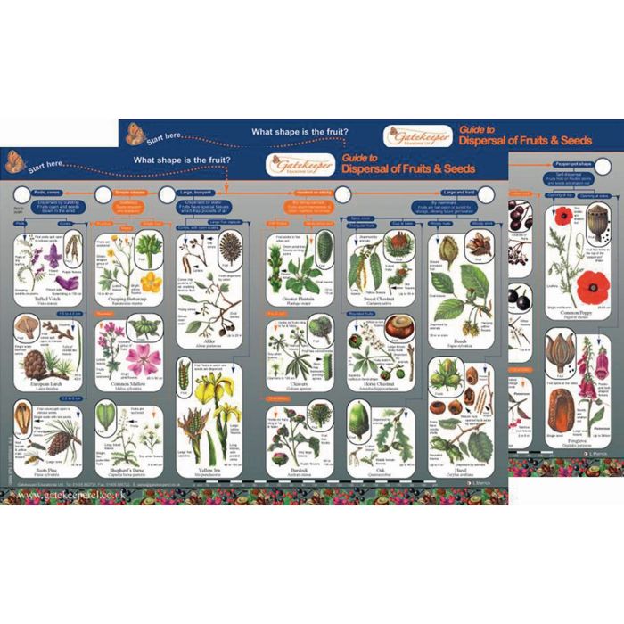 Dispersal of Fruits and Seeds Guide Pack