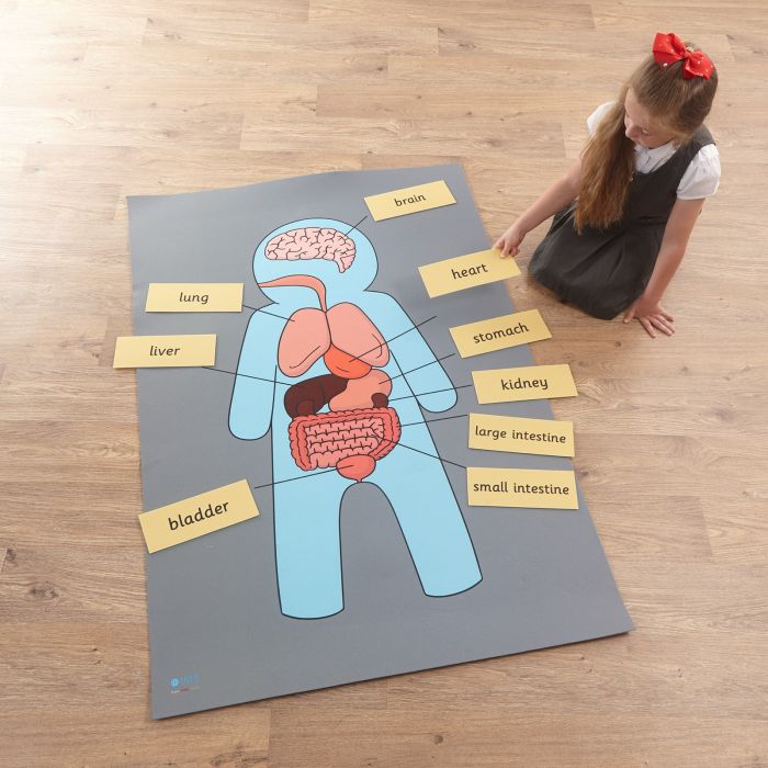 Body Organs Mat