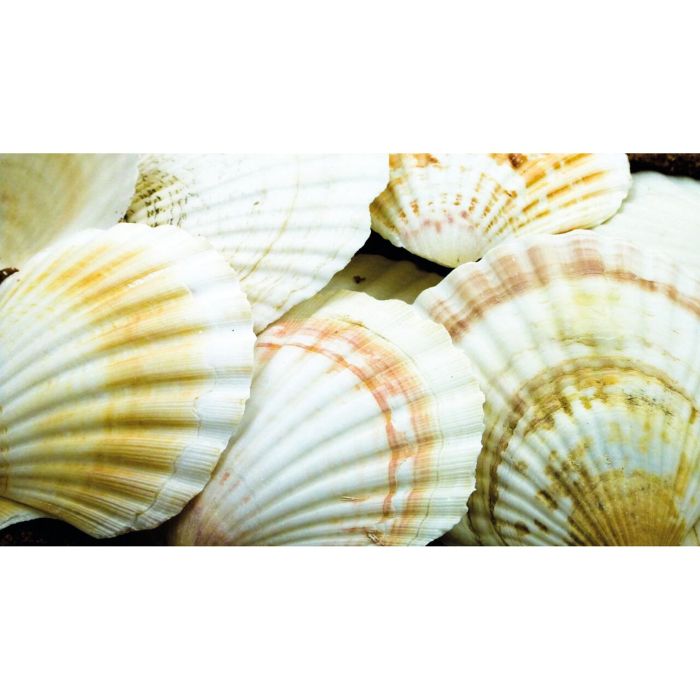 Scallop Shells Scallop Shells