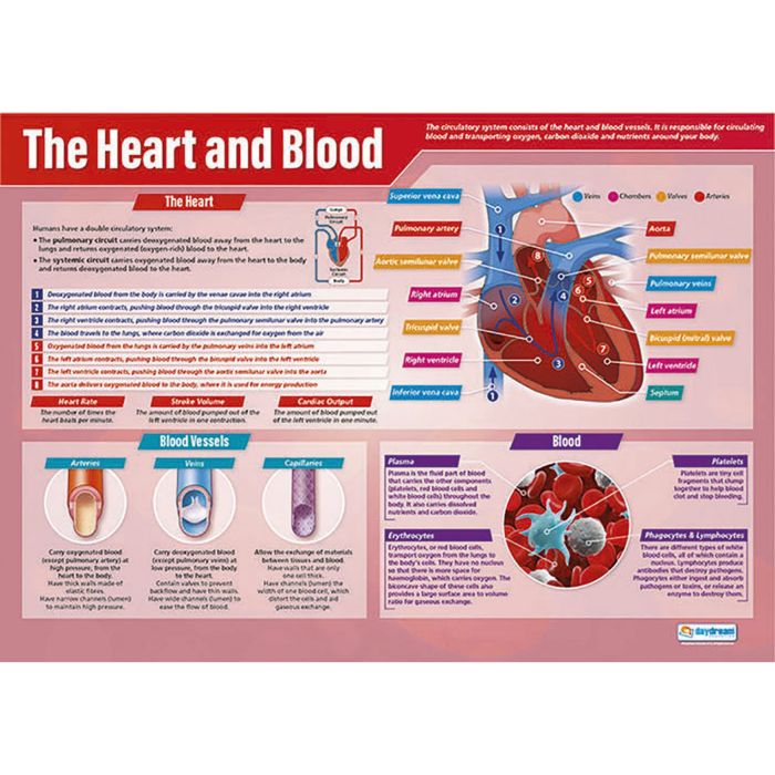 Heart And Blood Poster