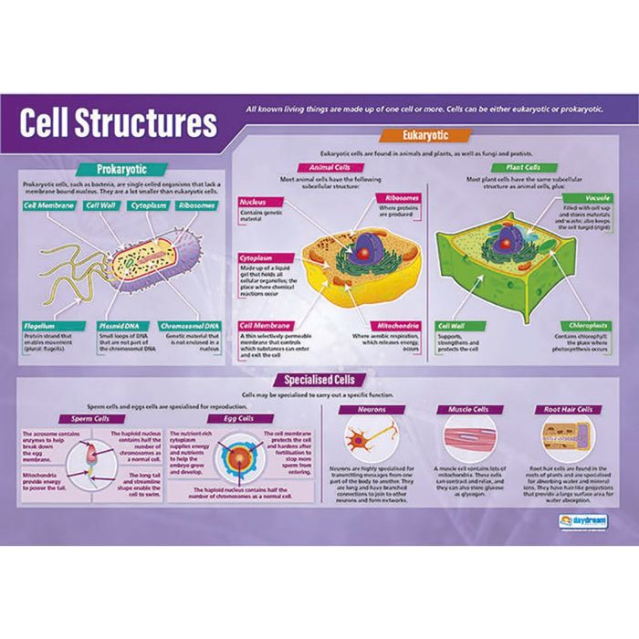 Cell Structures Poster
