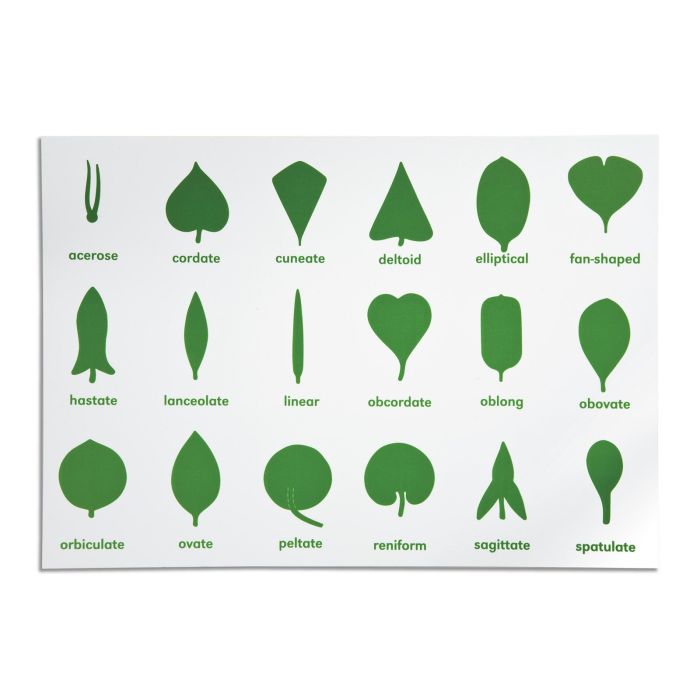 Nienhuis Montessori - Botany Cabinet Control Chart Nienhuis Montessori - Botany Cabinet Control Chart