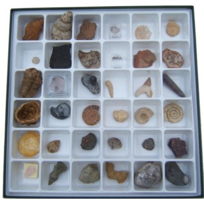 Advanced Fossil Set Advanced Fossil Set