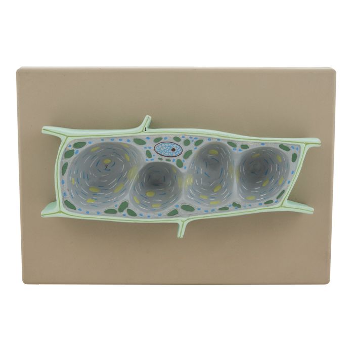 Model Plant Cell Model Plant Cell