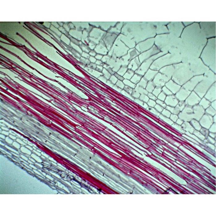 Basic Plant Slide Set Basic Plant Slide Set