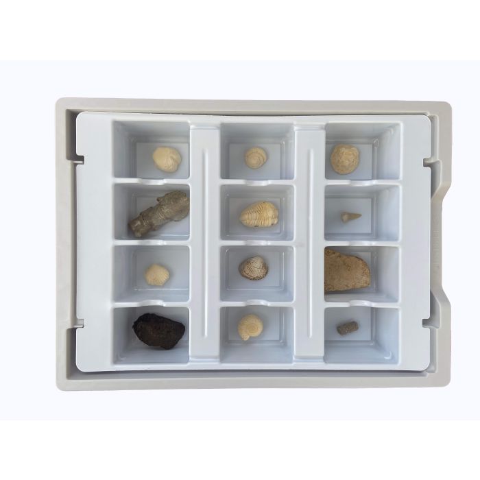 Fossil Set Fossil Set