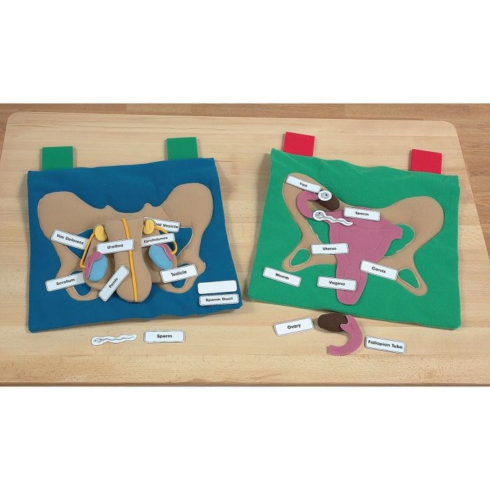 Female Reproductive Display