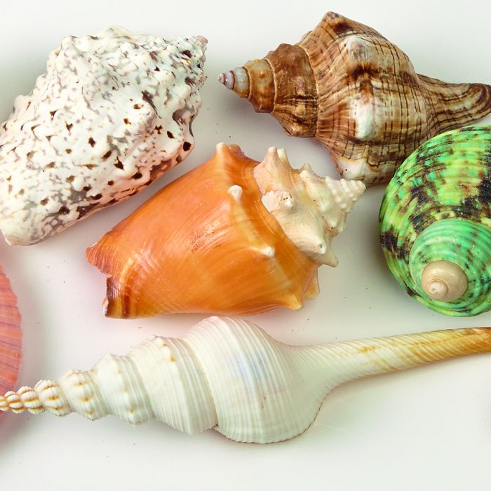 Decorative Shells. Pack of 12. Decorative Shells. Pack of 12.