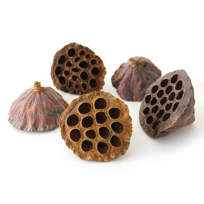 Rainbow Eco Play Natural Lotus Heads-Pk 10
