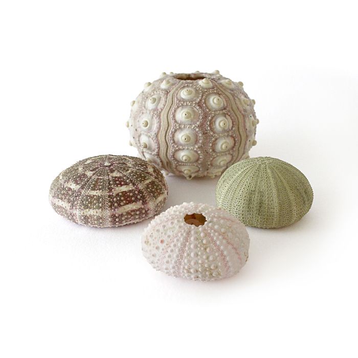 Urchins Set - Pack 12 Urchins Set - Pack 12