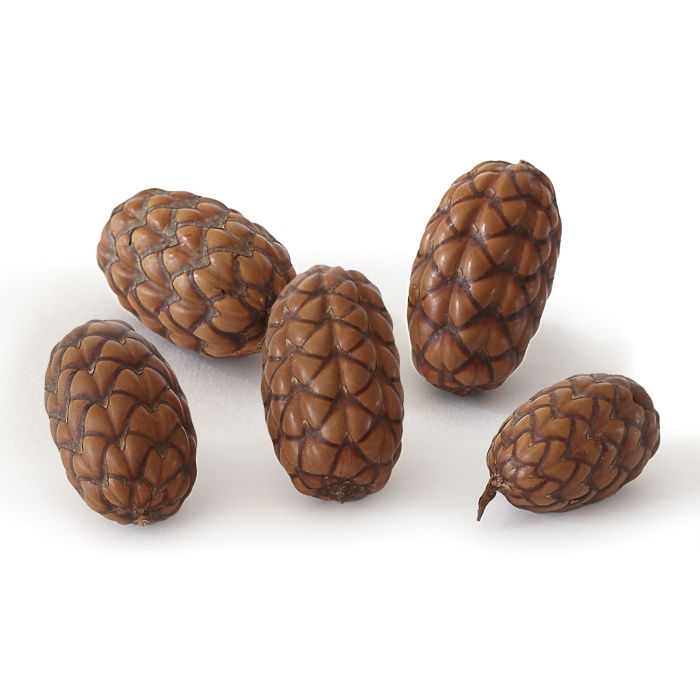 Uxi Pods - Pack of 5 Uxi Pods - Pack of 5