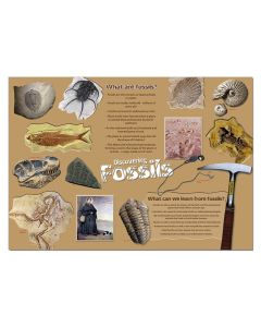 Fossils Poster