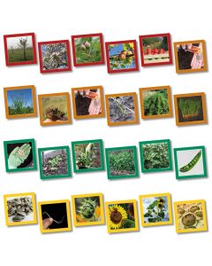 Plant Life Cycle Cards