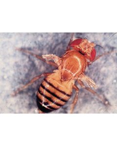 Drosophila: Wild Type - Ebony Body - Small Culture