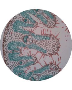 Prepared Microscope Slide - Marram Grass (Ammophila arenaria) - Xerophytic T.S.