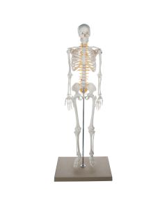 Half Size Skeleton