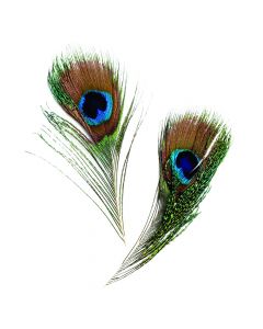 Peacock Feathers Pack
