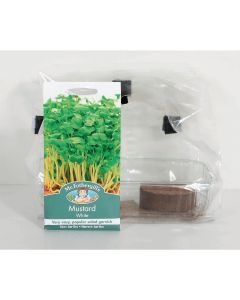 GroBox Window Garden - Mustard - Pack of 12