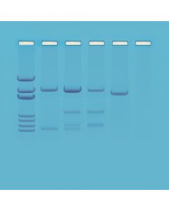 DNA Paternity Testing Simulation  Kit