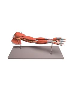 Anatomical Arm Muscles Model